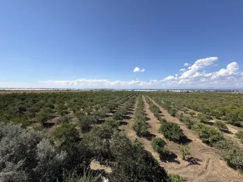 Land for sale in Serik
